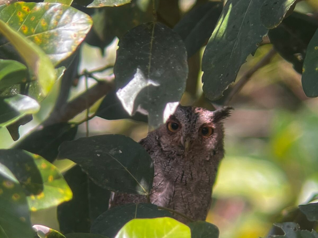 Arenal Nature Tours-Muelle必去景点