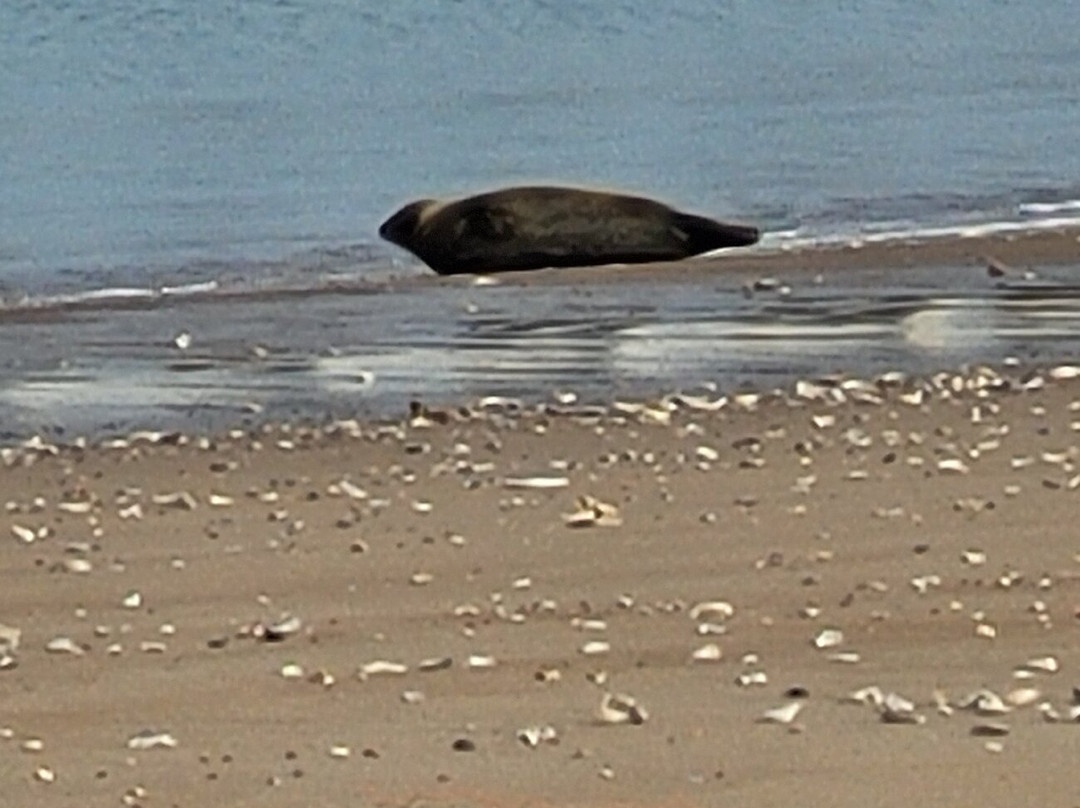 Plage d'Ostende-奥斯坦德必去景点