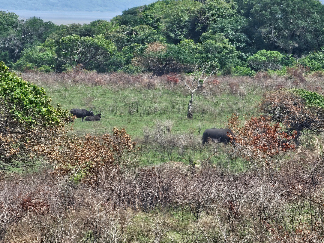 EuroZulu Guided Tours & Safaris-圣露西亚必去景点
