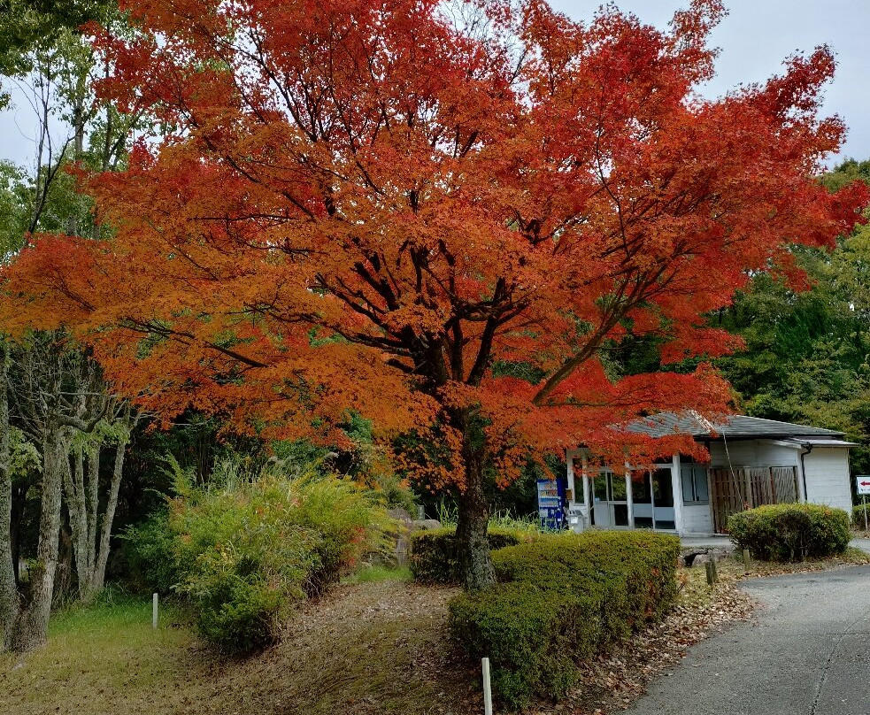 Tojo no mori Country Club Tojo Course Okura Course-加东市必去景点