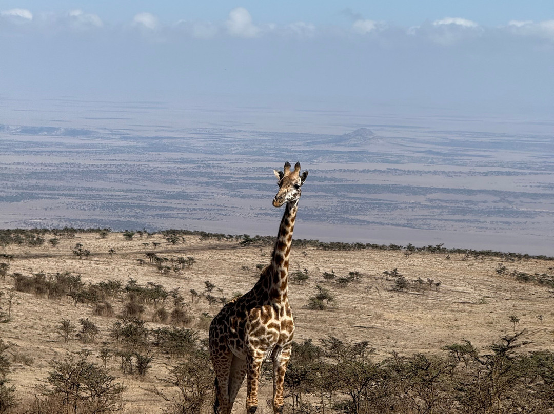 Meijo Safaris-阿鲁沙区必去景点