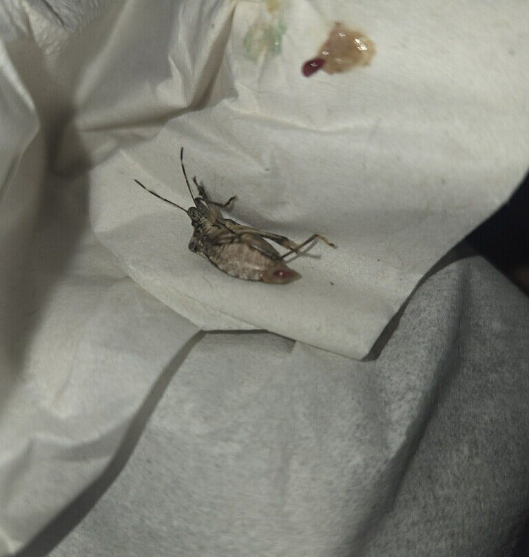 艾康诺洛奇套房酒店主图