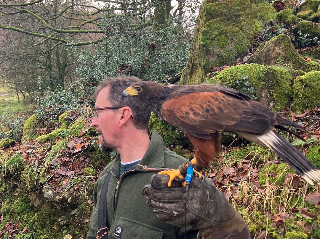 Lake District Falconry-温德米尔必去景点