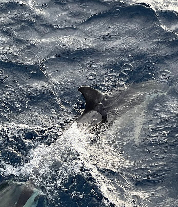 Green Visions Tours-蓬塔德尔加达必去景点