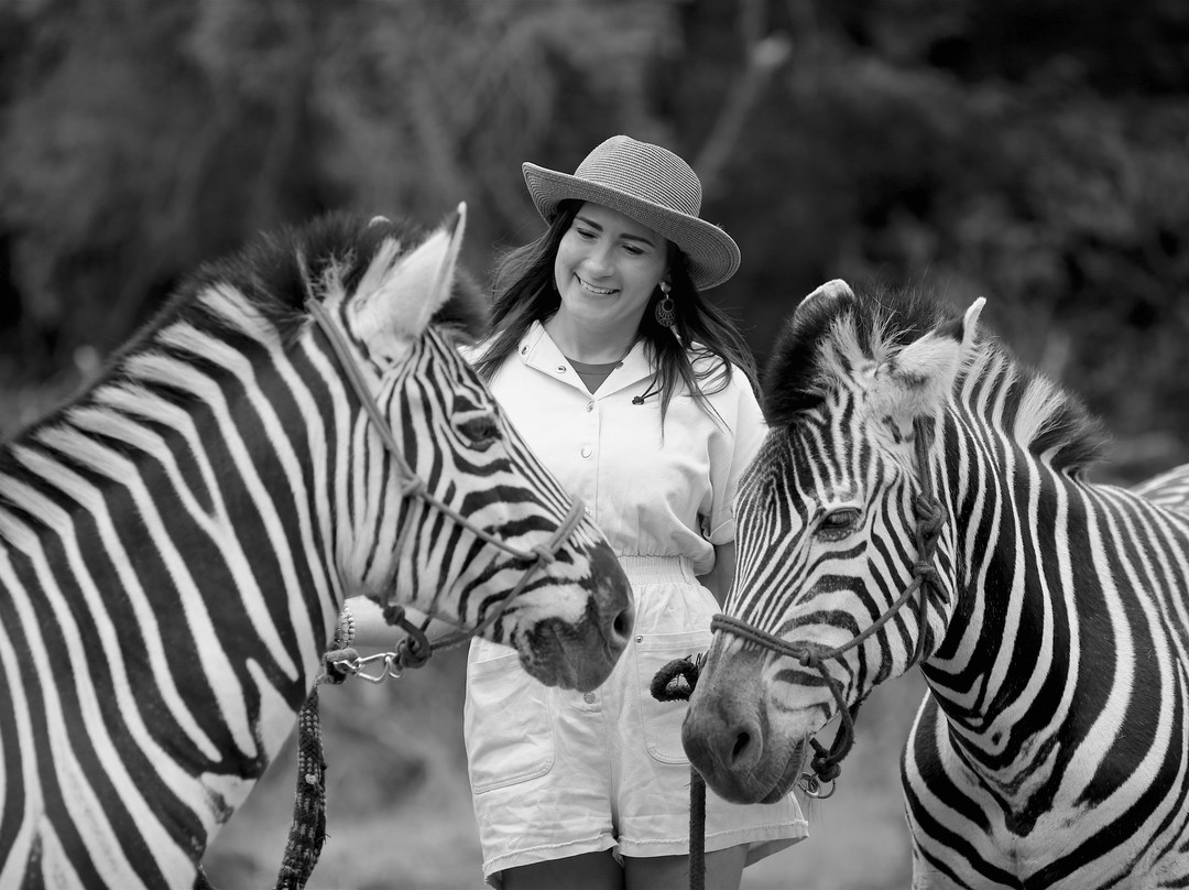 Zebra Interaction-Rayton必去景点