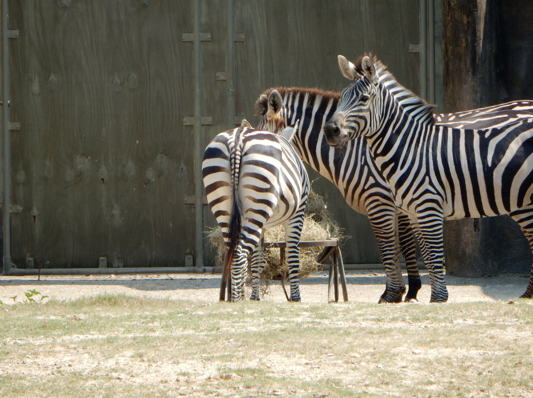 Baton Rouge Zoo-巴吞鲁日必去景点