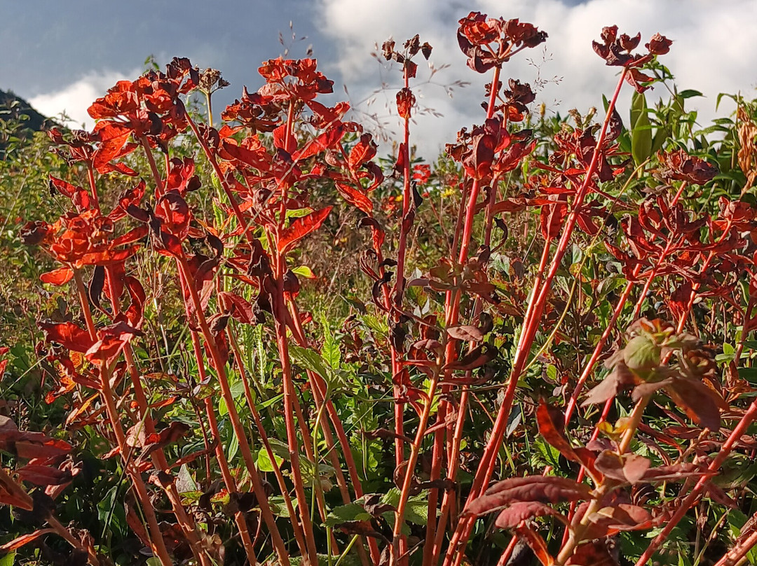 Huser Yaylası-Camlihemsin必去景点