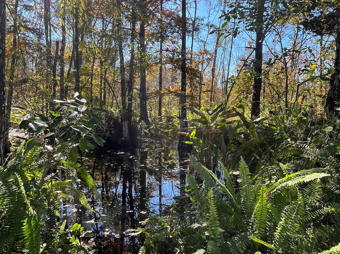 CREW - Bird Rookery Swamp Trails-那不勒斯必去景点