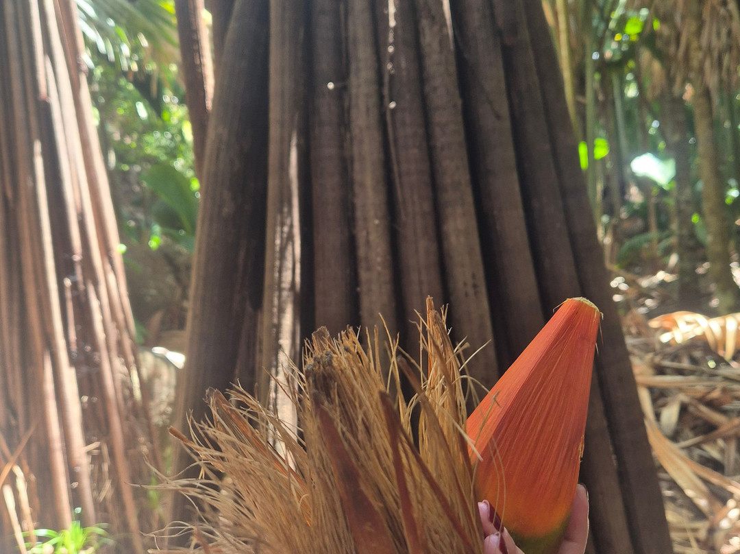 Dave's  Tour-普拉兰岛必去景点