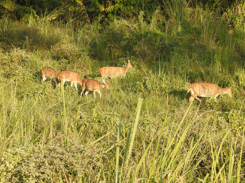 Silent Adventure Chitwan-苏拉哈必去景点