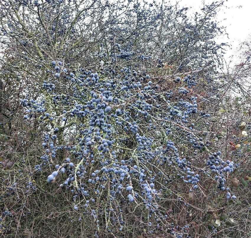 Worcester Woods Country Park-伍斯特必去景点