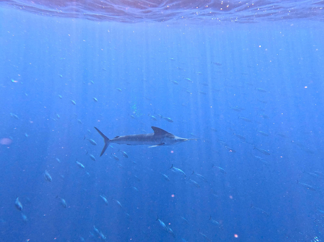 Magbay Seafaris-Puerto San Carlos必去景点