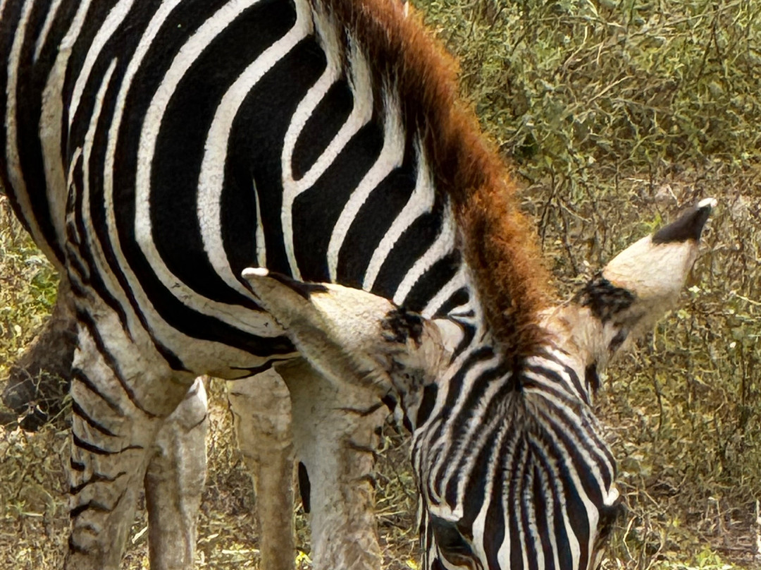 Fathala Wildlife Reserve-Dassilame Ba必去景点