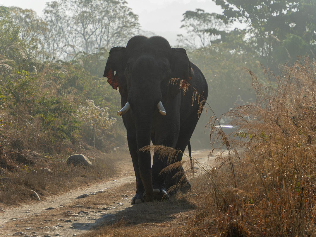 Travel Fair India - Day Tours-新德里必去景点
