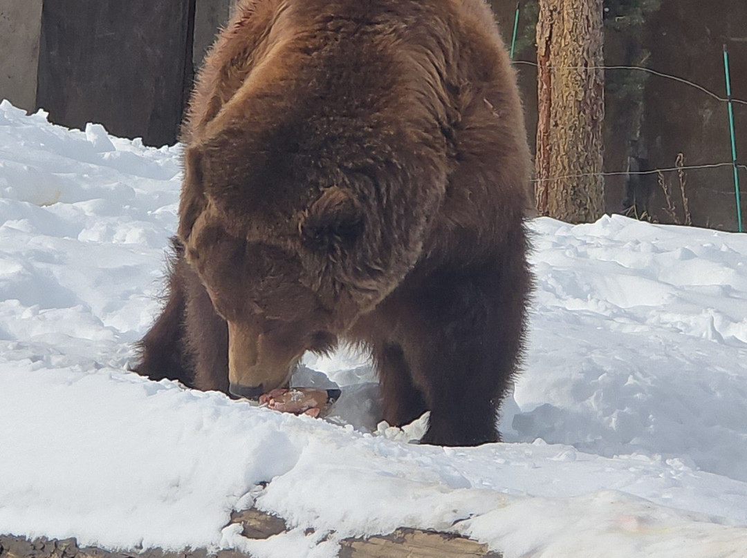 Montana Grizzly Encounter-博兹曼必去景点