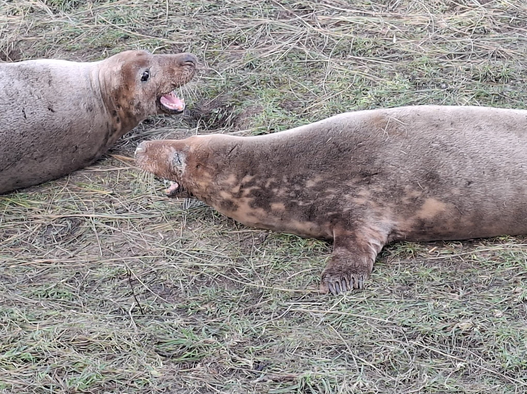 Donna Nook Nature Reserve-North Somercotes必去景点