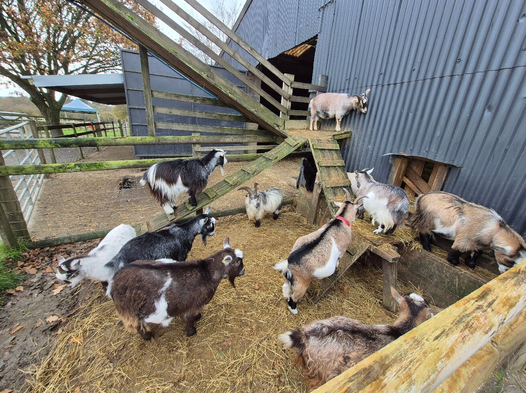 Woolley Animals Farm Park-Winkleigh必去景点