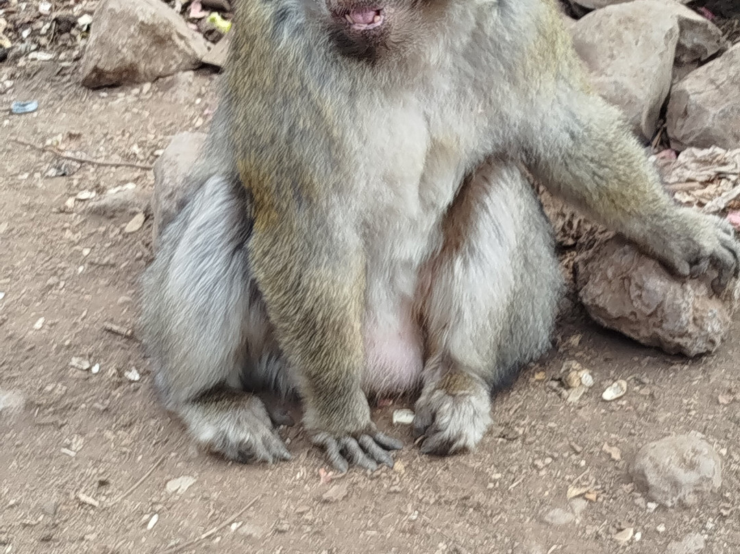 Azrou Cedar Forest-Azrou必去景点