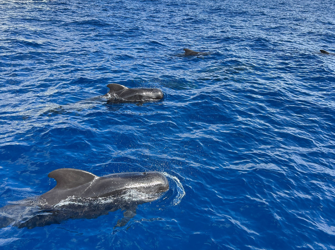 Opera 60 Luxury Charters-奥德杰海岸必去景点