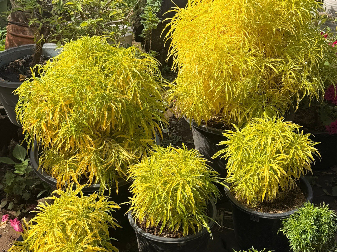 Hidden Garden-维甘必去景点