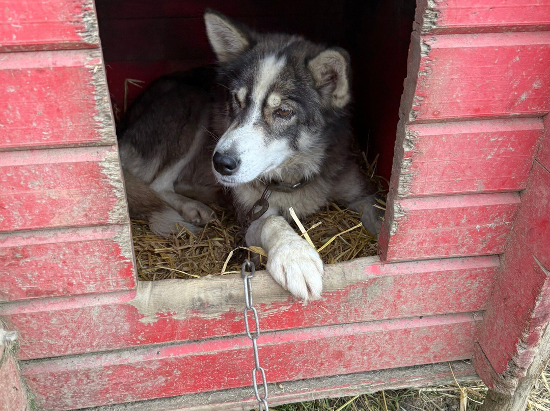 Northern Light Dog Adventure-Nordkjosbotn必去景点