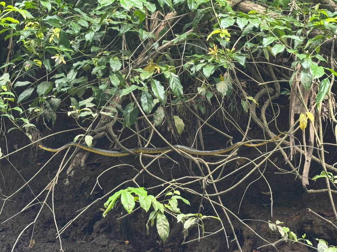 Manuel Antonio Mangrove Tours Cr-克波斯必去景点