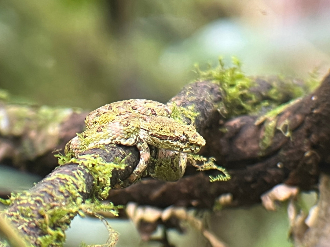 WAKING DREAMS COSTA RICA-圣何塞必去景点