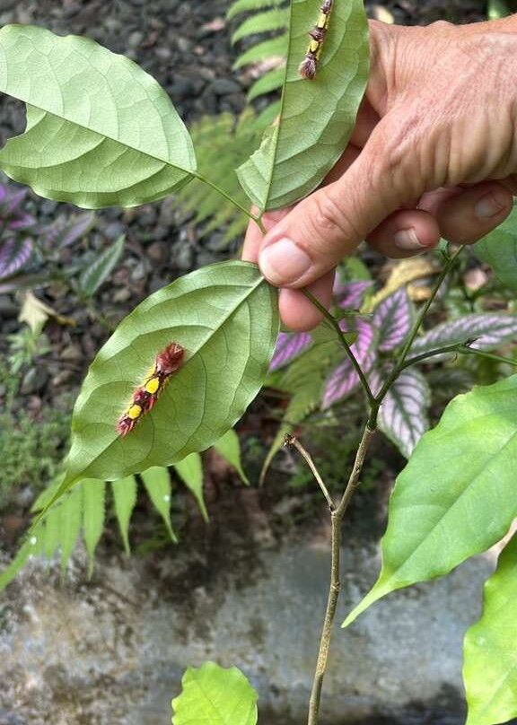 Royal Butterflies-哈科必去景点