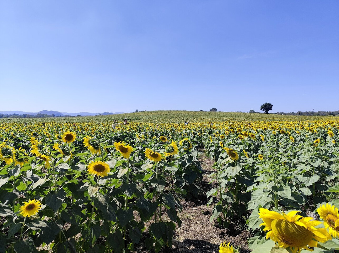 Manee Sorn Sunflower Field-Mu Si必去景点