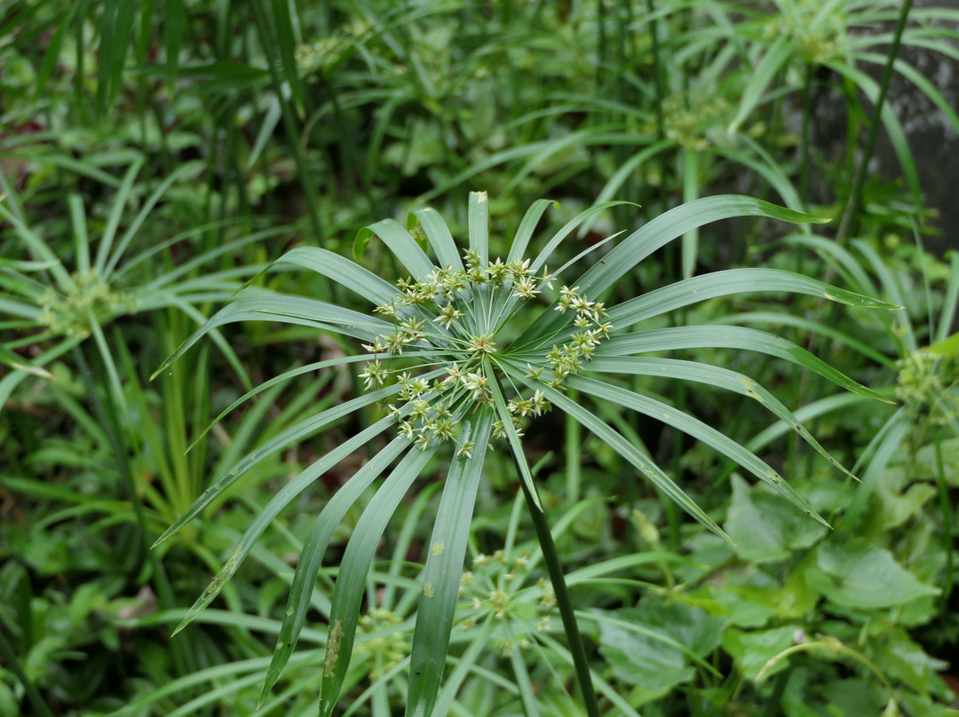 Baiguate Salto Waterfall-Jarabacoa必去景点
