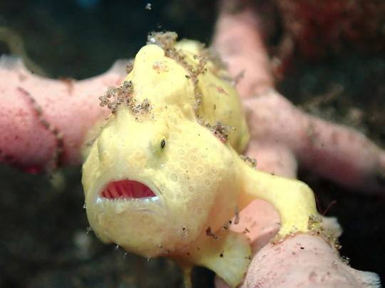 黑沙潜水疗养酒店主图