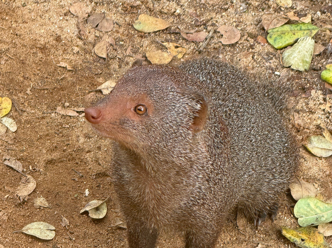 Lanka Tracker - Day Tours-马塔拉必去景点