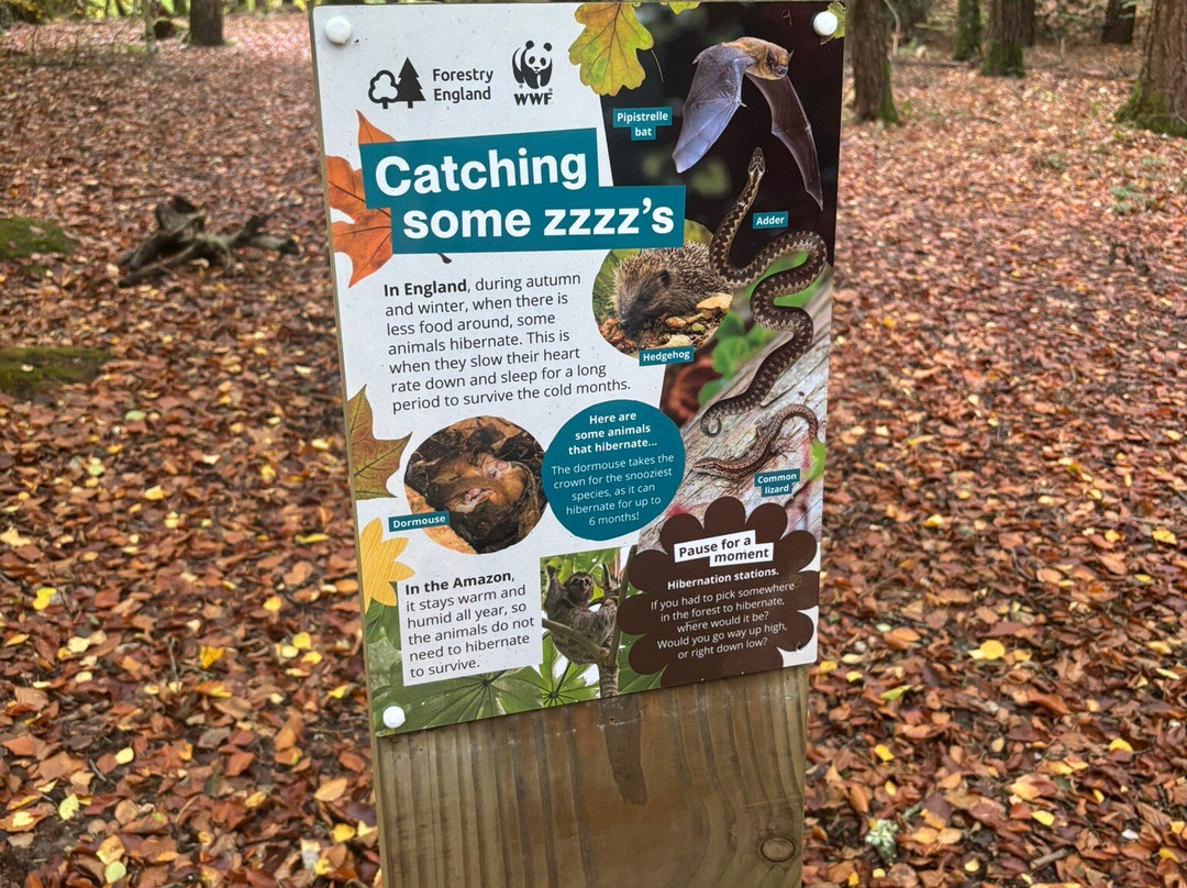 Alice Holt Forest-法纳姆必去景点