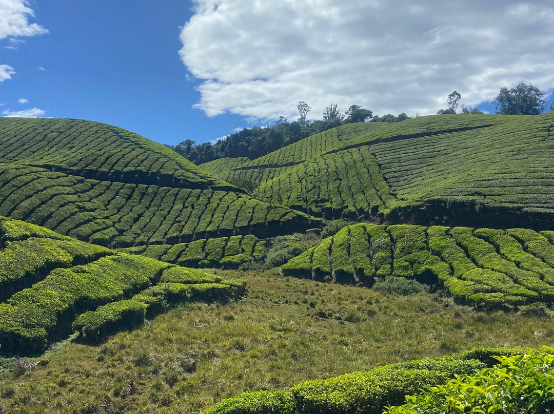 Munnar Info-慕那尔必去景点
