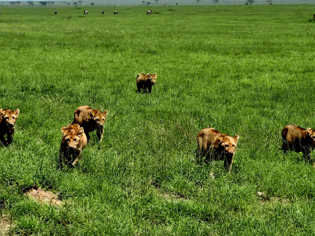 Abroad to Tanzania Safaris Ltd-Usa River必去景点