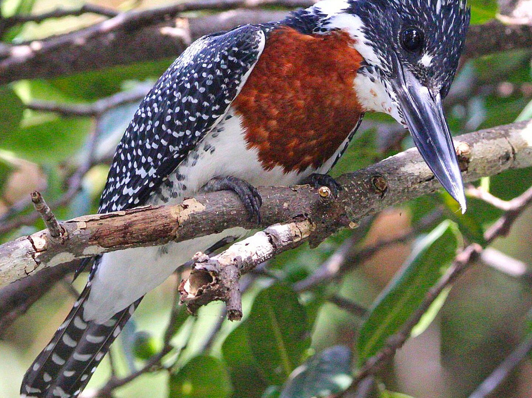 Kotu Bridge (Bird watching)-塞瑞库达必去景点