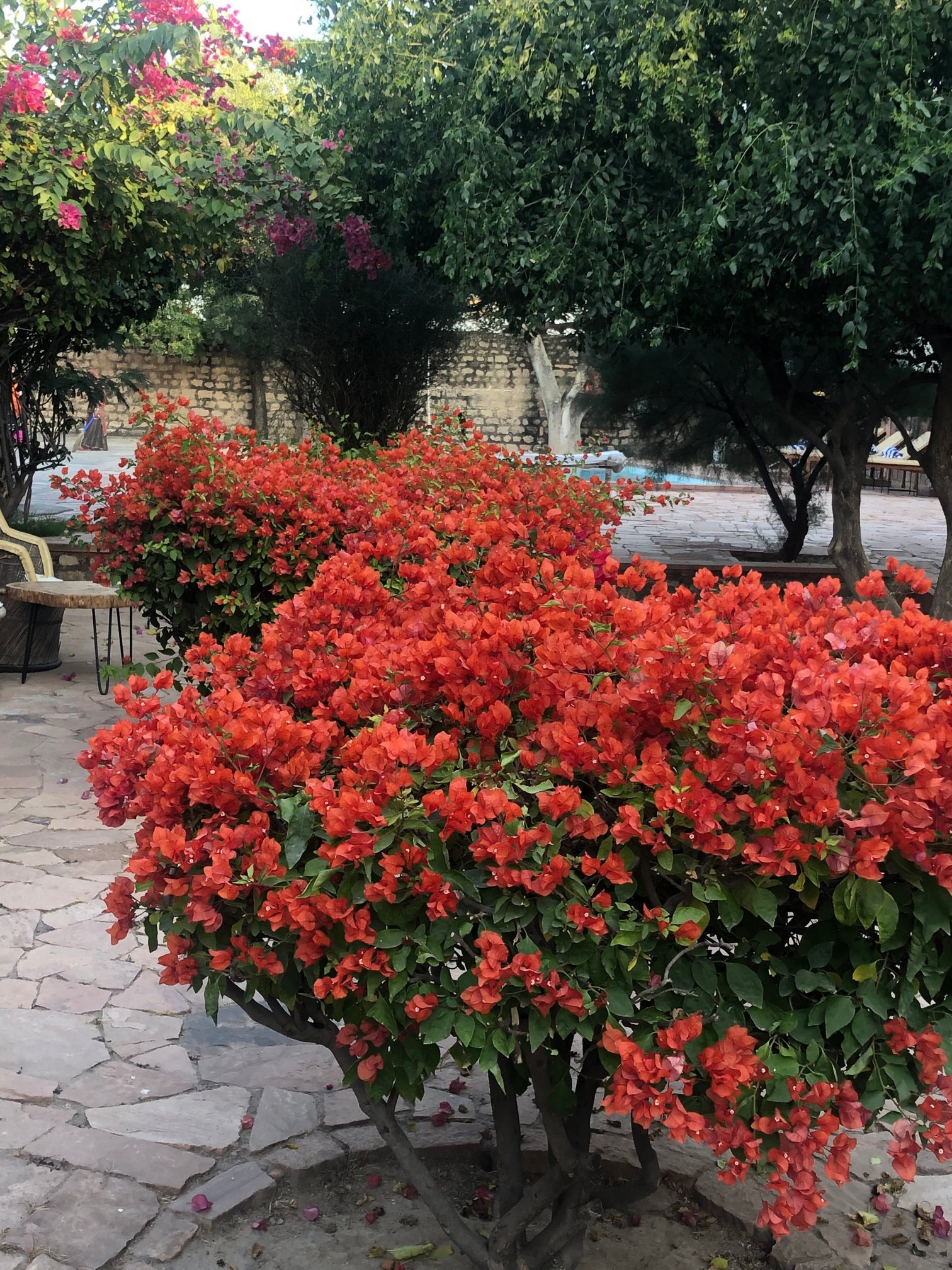 Chandelao Garh-官方