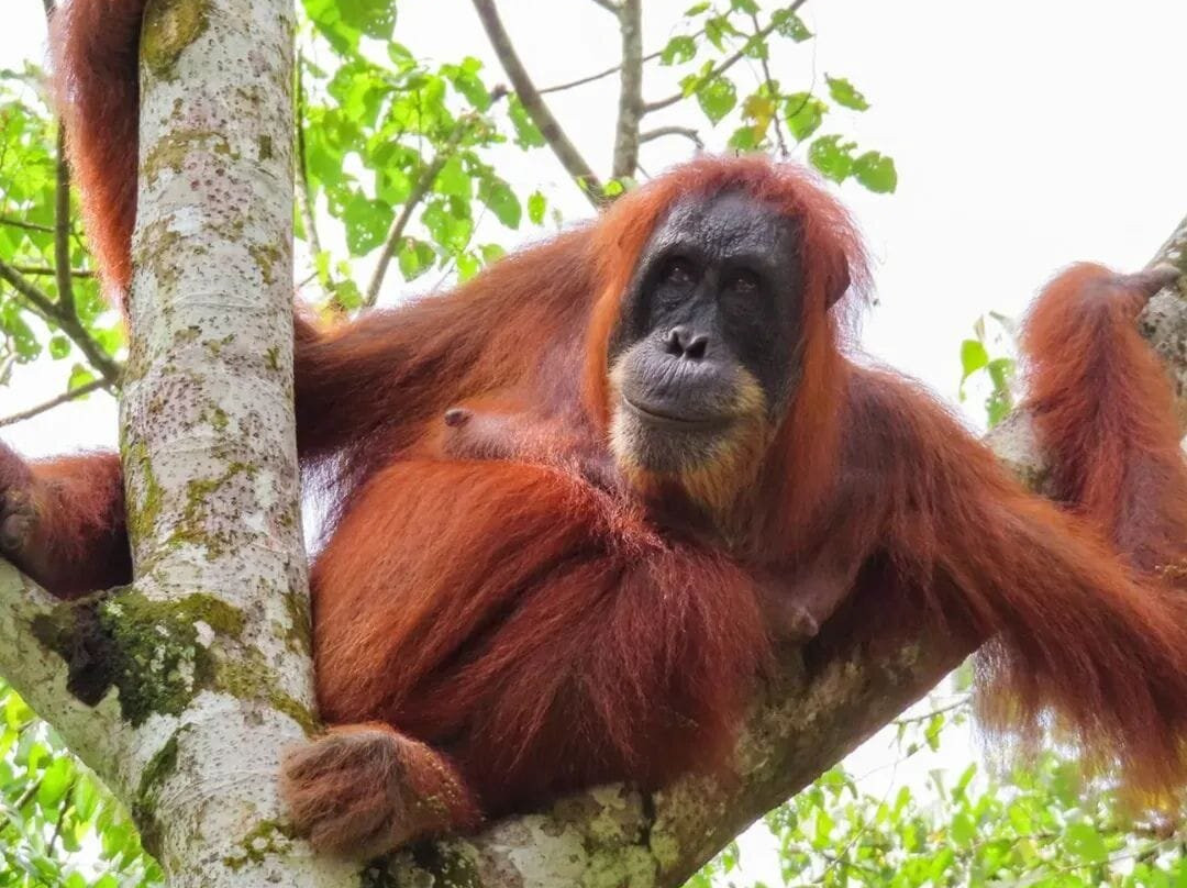 Sumatra Jungle Trekking-武吉拉旺必去景点
