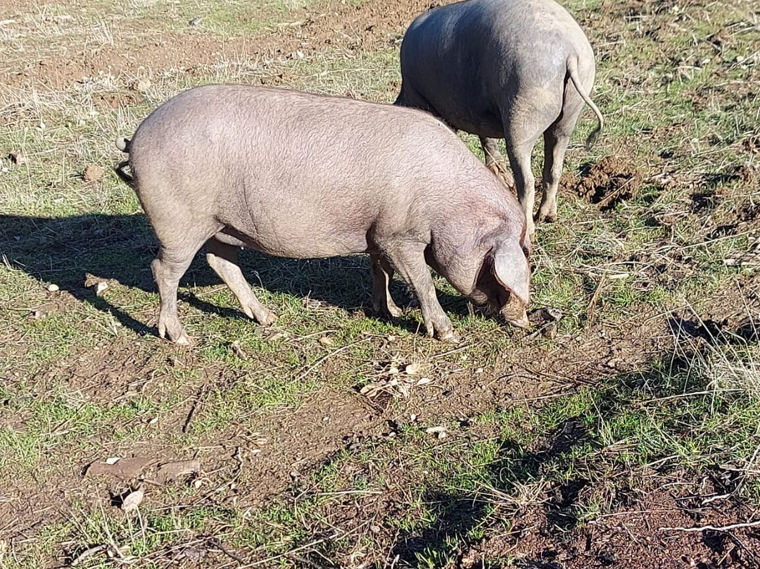 Eiriz Jamones & Embutidos De Bellota-Corteconcepcion必去景点