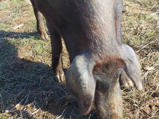 Eiriz Jamones & Embutidos De Bellota-Corteconcepcion必去景点