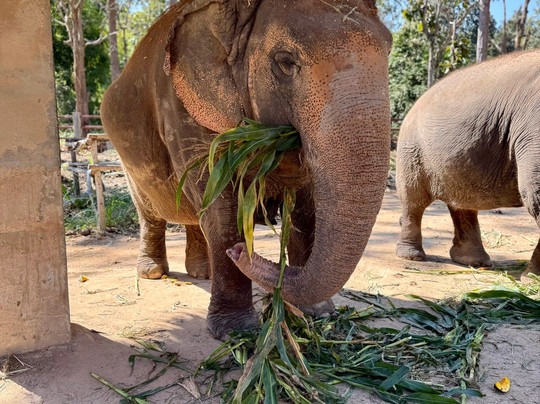 Maerim Elephant Sanctuary-夜林必去景点
