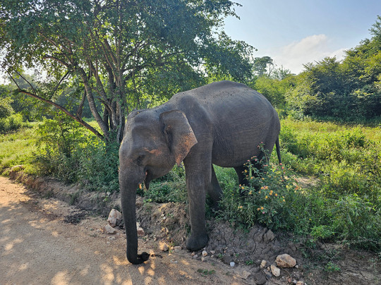 Kavisha Safari Service Udawalawa-乌达瓦拉瓦必去景点