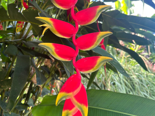 Tree Chocolate Tour-Upala必去景点