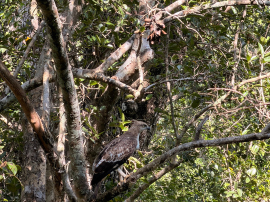 Yala Lahiru Safari-蒂瑟默哈拉默必去景点