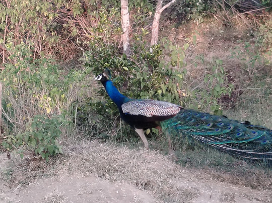 Kamal Safari Bundala Park-Hambantota必去景点