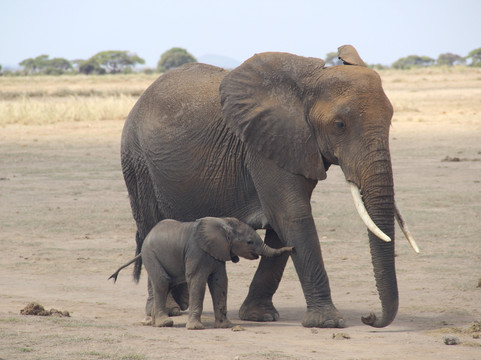 Earthwings Tours and Safaris-内罗毕必去景点