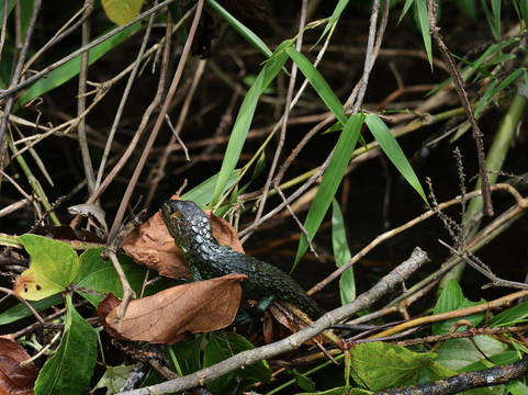 Wonder Amazon-Lagunas必去景点