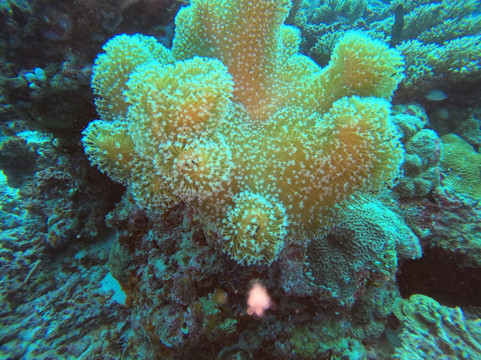 Euro-Divers Niva Kurumba Maldives-库鲁巴椰子岛必去景点