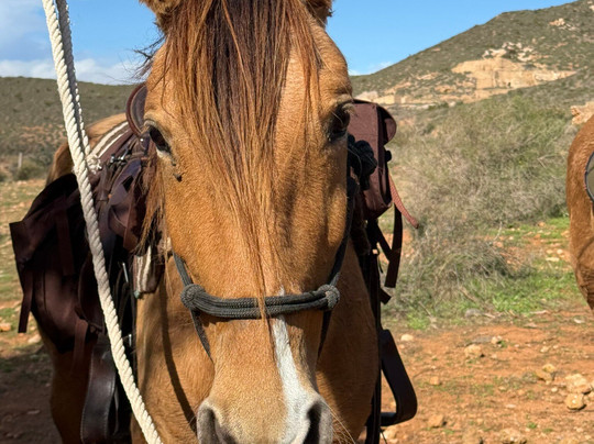 Cabacci Horse Trails-圣何塞必去景点