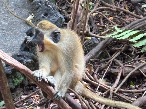 Barbados Wildlife Reserve-Saint Peter Parish必去景点